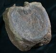 Hadrosaur Vertebra From Hell Creek Formation #8365-4